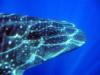 Whale Shark