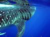 Whale Shark