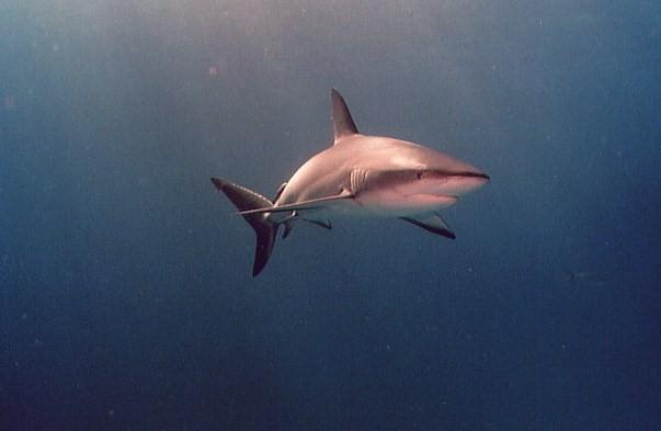 Shark below divers