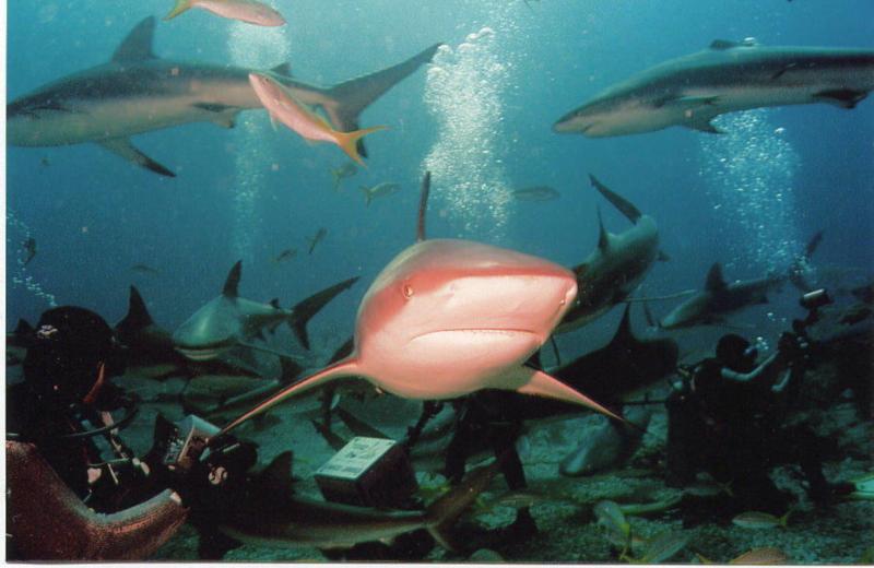 Shark Closeup