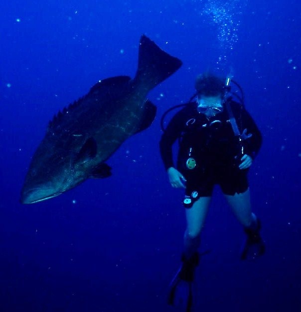 Goliath Grouper - Honduras