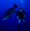 Goliath Grouper - Honduras