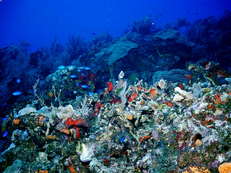 Cozumel Coral Reef