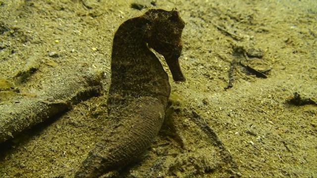 Commonseahorse