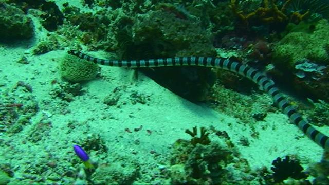 Sea snake