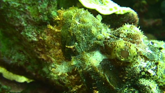 Scorpion fish