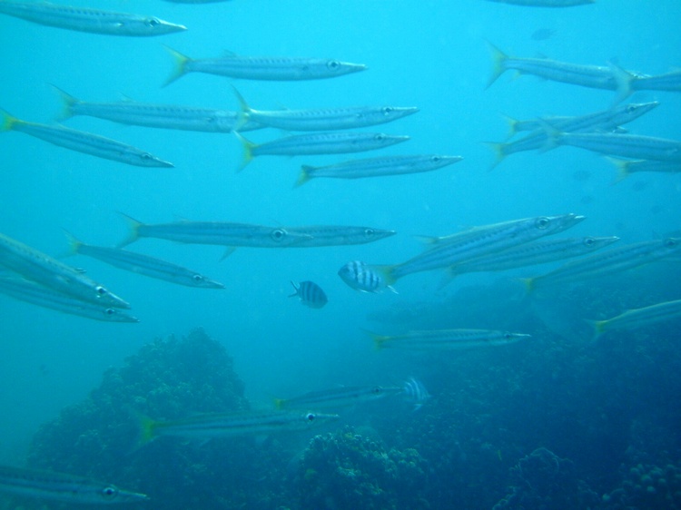 yellow tail baracuda