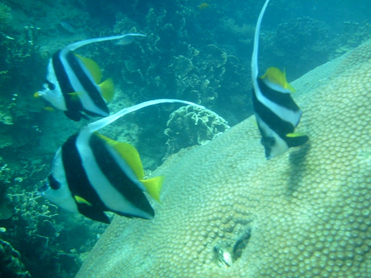 angel fish