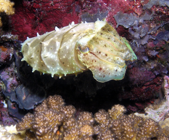 Cuttlefish from PNG