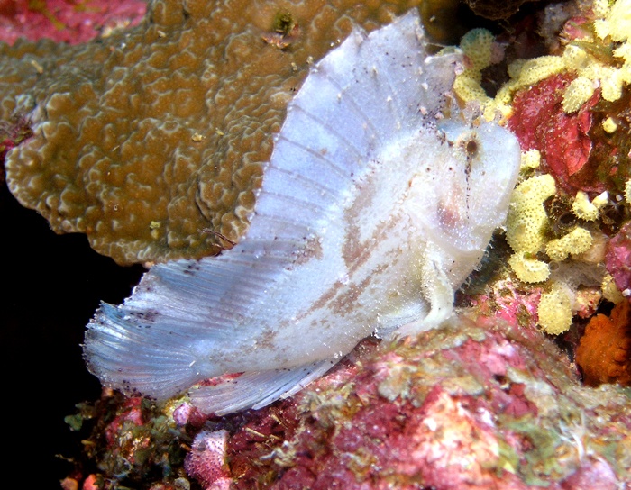 Leaf scorpionfish from PNG