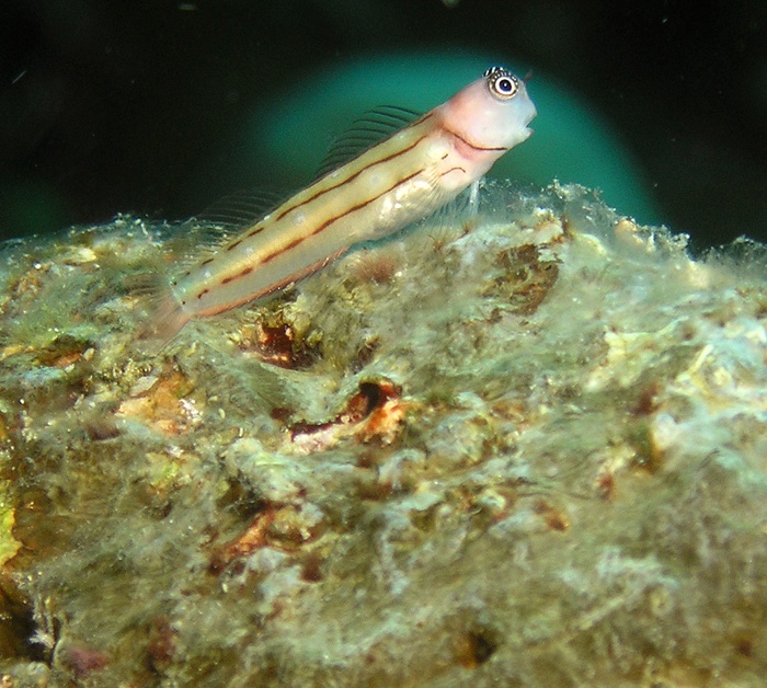 Blenny from PNG