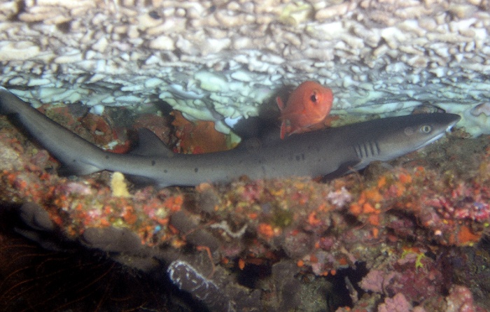 Sleeping shark from PNG