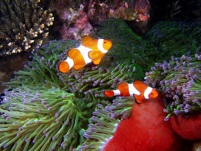 Clownfish from Raja Ampat, Indonesia