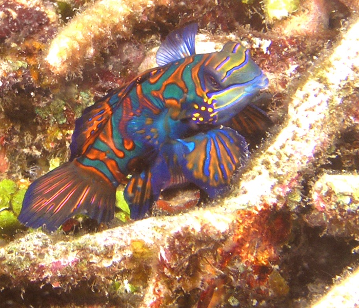 Mandarinfish from Lembeh Strait, Indonesia