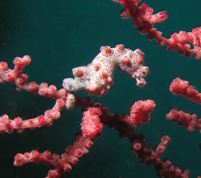 hippocampus bargibanti from Raja Ampat