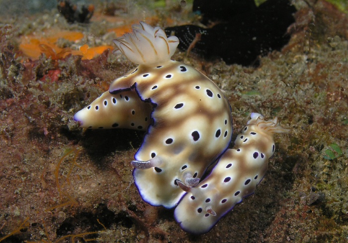 Nudi love in Lembeh