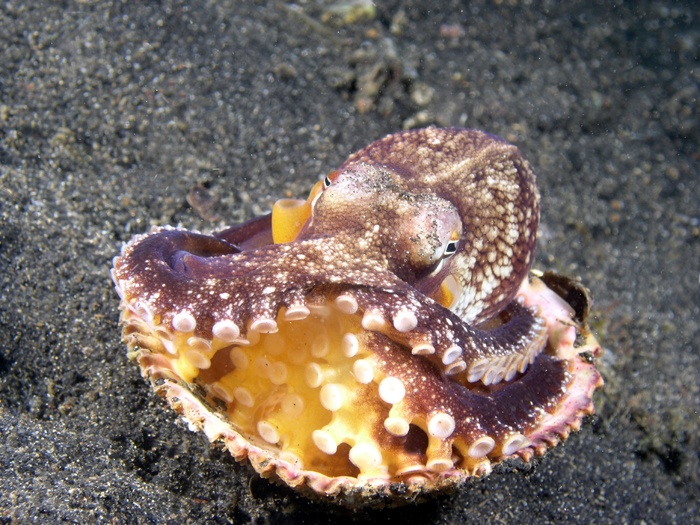 An octo and his shell from Lembeh