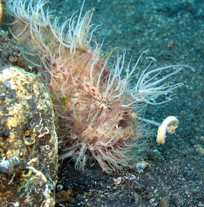 Hairy frogfish casting its lure in Lembeh