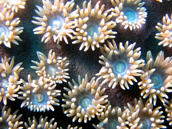 Polyps from Lembeh