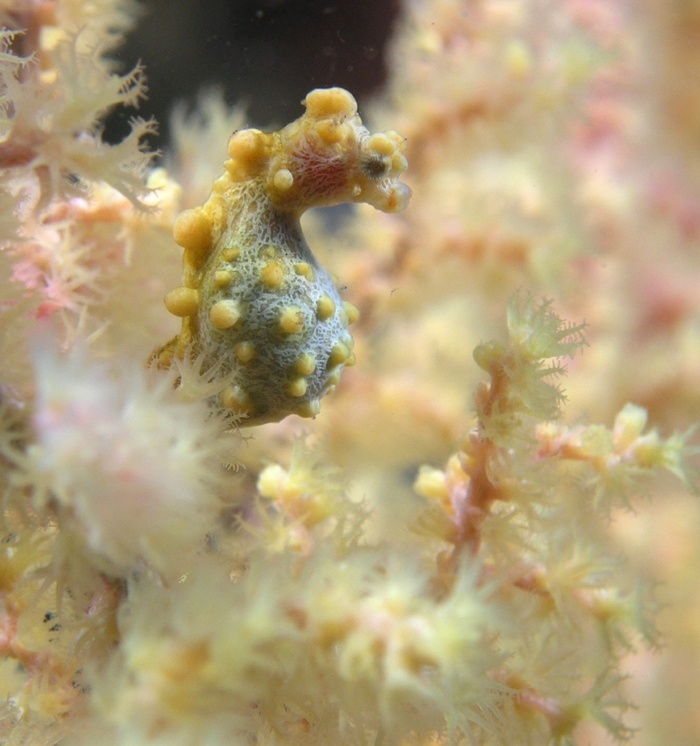 Yellow pygmy seahorse from Lembeh