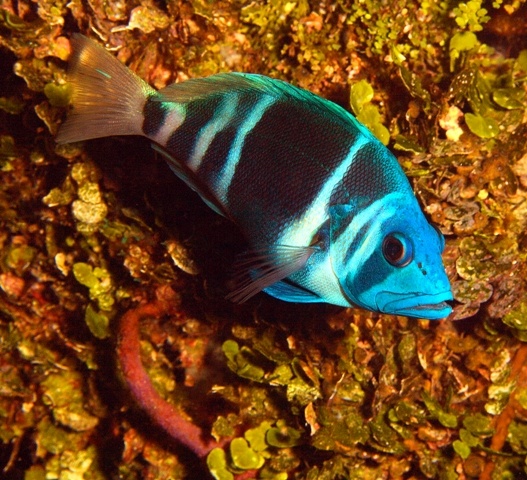 Indigo hamlet from Belize