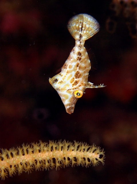 Slender filefish from Belize