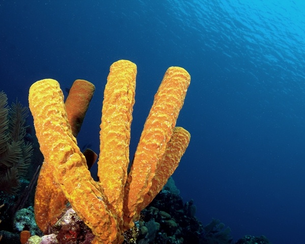 Tubes reaching for the sky in Belize