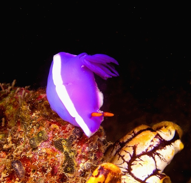 Nudi from Borneo