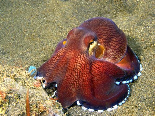 mad marginatus octo