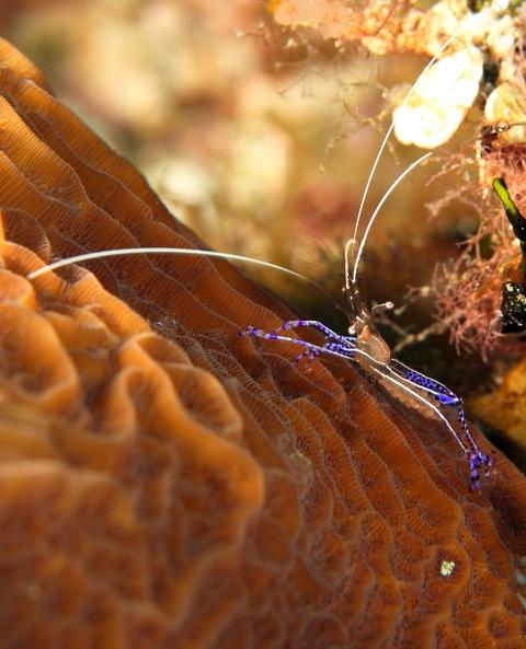 pederson shrimp with eggs