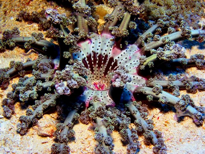 branching anemone
