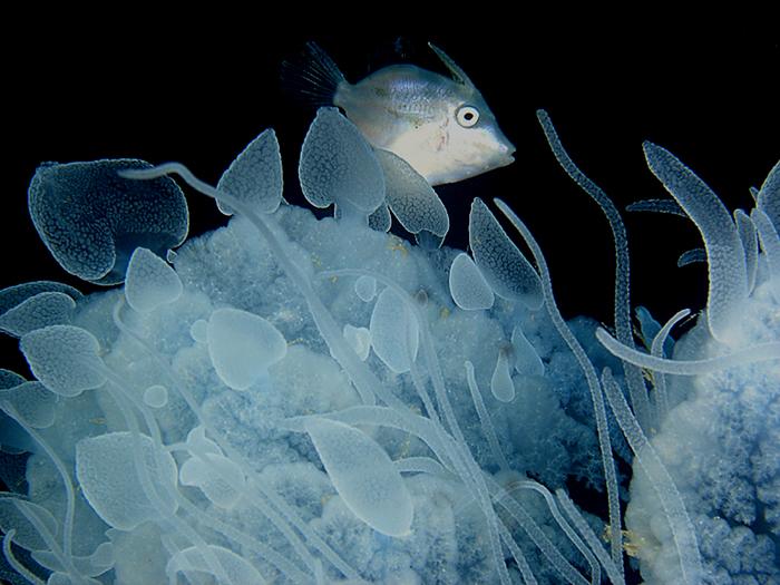 life in a jellyfish