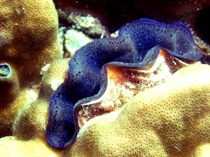 blue giant clam