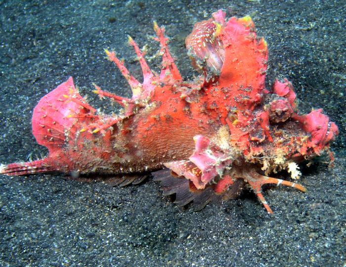 red spiney devilfish