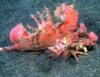 red spiney devilfish