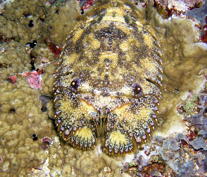 Slipper lobster from PNG