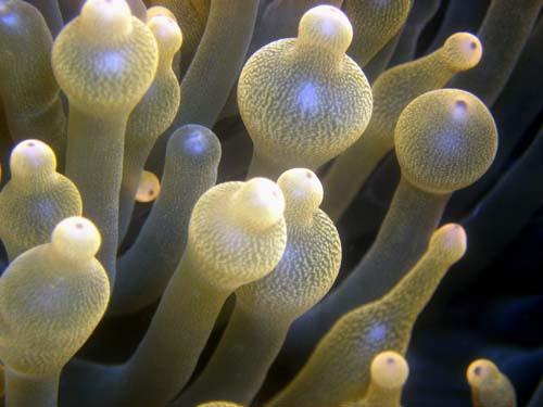 tentacles