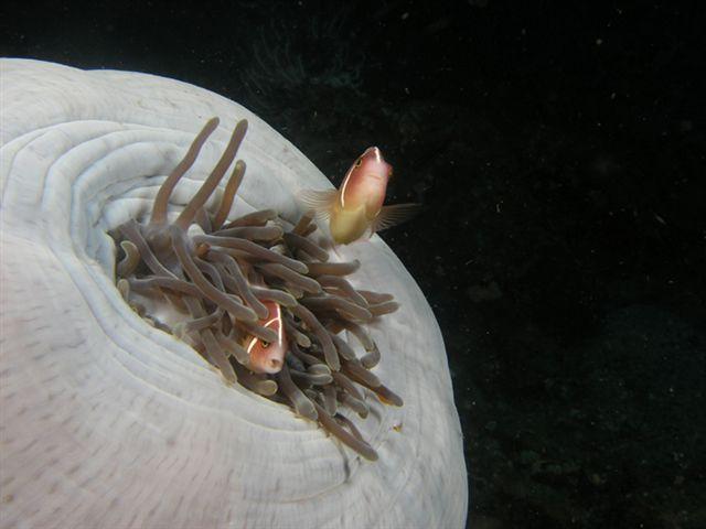 Pink anemonefish at home