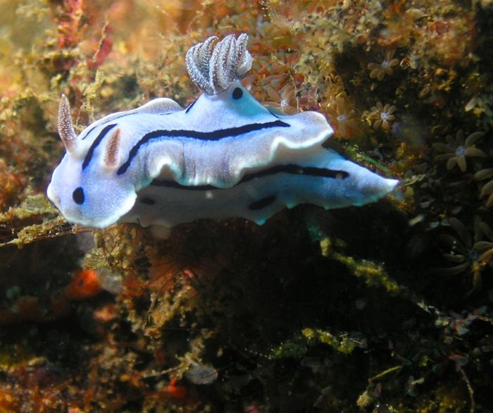 Chromodoris