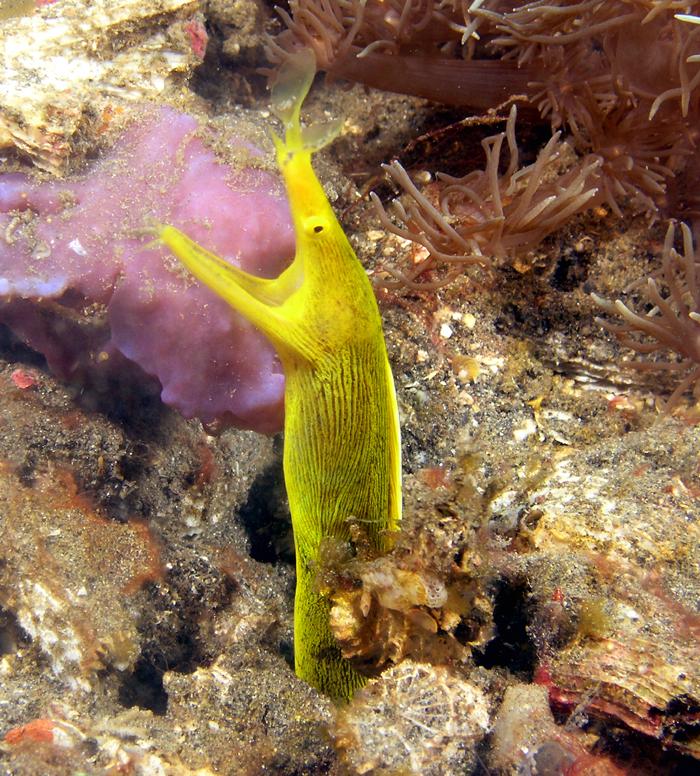 female blue ribbon eel