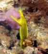 female blue ribbon eel