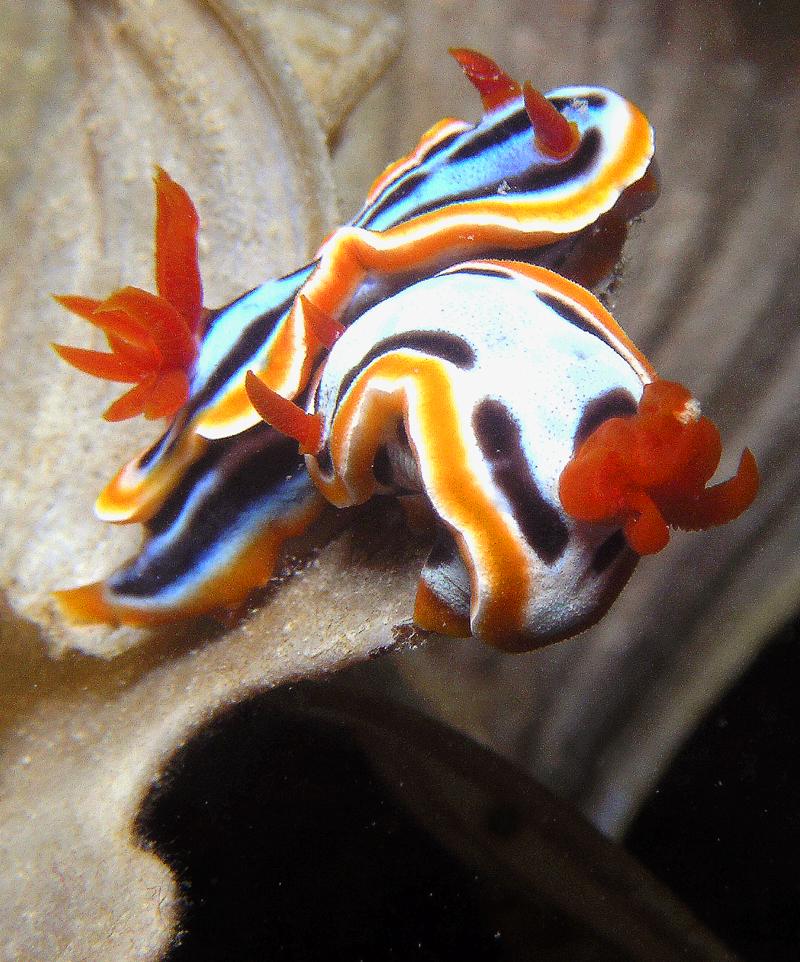 nudi party