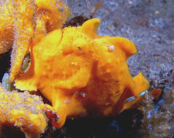 orange frogfish