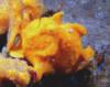 orange frogfish