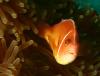 pink anemonefish