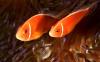 pink anemonefish pair