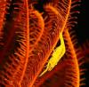 crinoid shrimp