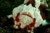 painted frogfish