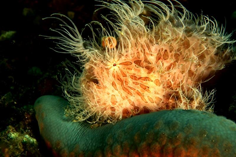 hairy frogfish