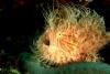 hairy frogfish